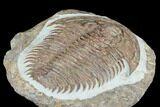Lower Cambrian Trilobite (Longianda) - Issafen, Morocco #183631-4